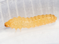 Profenusa thomsoni larva